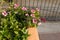 Flowers in a large clay outdoor planter