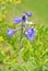 Flowers larkspur Delphinium maackianum