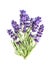 Flowers lavender bundle white background