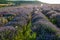 Flowers in the lavender fields in the Bulgaria mountains