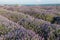 Flowers in the lavender fields in the Bulgaria mountains