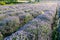 Flowers in the lavender fields in the Bulgaria mountains