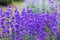 Flowers in the lavender fields in the Provence mountains