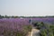 Flowers, lavender, Verbena officinalis L.