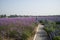 Flowers, lavender, Verbena officinalis L.