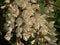 Flowers and leafs of a black locust tree, closeup