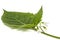 Flowers and leaves of black nightshade, lat. Solanum nÃ­grum, po