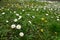 Flowers and leaves of blooming dandelion and daisy in green grass