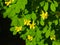 Flowers and leaves on blooming Siberian peashrub or Caragana arborescens close-up, selective focus, shallow DOF