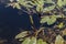 Flowers and leaves of broad-leaved pondweed