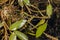 Flowers and leaves of broad-leaved pondweed