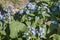 Flowers and leaves Brunner macrophylla blooming in spring garden