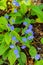 Flowers and leaves Brunner macrophylla in spring gardens