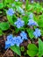 Flowers and leaves Brunner macrophylla in spring gardens