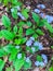 Flowers and leaves Brunner macrophylla in spring gardens