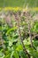 Flowers and leaves of Butterbur plants from close