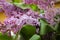 Flowers And Leaves Of Delicate Lilac On A Pink Background In A Light Technical Defocus Of Photography