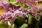 Flowers And Leaves Of Delicate Lilac On A Pink Background In A Light Technical Defocus Of Photography