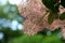 Flowers and leaves of European smoketree Cotinus coggygria