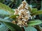 Flowers and leaves of the Japanese loquat tree Eriobotrya japonica