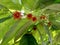 flowers and leaves of the katu plant. Katu plant is usually taken for its leaves to mix soup