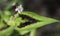 Flowers and Leaves of the Persicaria microcephala \'Purple Fantas