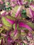 Flowers leaves portrait house flower high quality pixel good leave fhotography professional