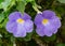 Flowers from Lekki Lagos Nigeria; Purple flower.  Thunbergia Erecta | Bush clock vine violet