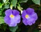 Flowers from Lekki Lagos Nigeria; Purple flower.  Thunbergia Erecta | Bush clock vine violet