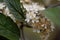 Flowers of a lesser whitebeam, Sorbus minima