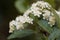 Flowers of a lesser whitebeam, Sorbus minima