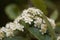 Flowers of a lesser whitebeam, Sorbus minima