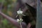 Flowers of Leucas songeana