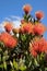 Flowers of Leucospermum cordifolium