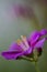Flowers of Lewisia cotyledon S.Watson B.L.Rob; Montiaceae; bitterroot