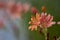 Flowers of Lewisia cotyledon S.Watson B.L.Rob; Montiaceae; bitterroot