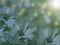 Flowers light blue chamomile on a blurred background. floral composition. floral background.