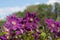 Flowers of lilac clematis closeup