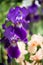 Flowers of lilac iris