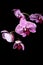 Flowers of a lilac orchid on black background