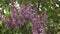 Flowers of lilac tree