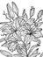 Flowers lilium isolated object. Coloring book antistress for children and adults. Zen-tangle style.