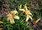 Flowers Lilium tigrinum