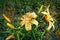 Flowers Lilium tigrinum