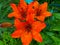 Flowers lily lanceolate tiger beautiful family Liliaceae botany school education
