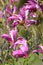 Flowers of a lily magnolia Magnolia liliiflora Desr. close up