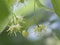 Flowers of the linden tree known as Lime Blossom