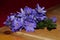 Flowers of liverwort - anemone