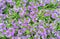 Flowers lobelia erinus. Background from lilac garden flowers