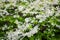 Flowers of Lobularia maritima called Alyssum maritimum.